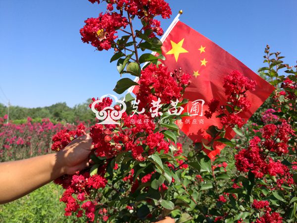 2016ޱͼƬ:ޱɫɫ